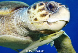 Caretta sea turtle hosting a remora fish.
Two friendly f... by Mert Gokalp 